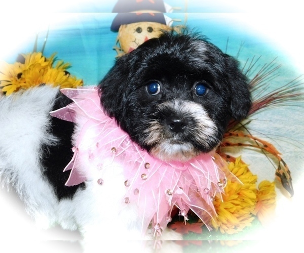 Medium Photo #2 Havanese Puppy For Sale in HAMMOND, IN, USA