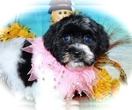 Small Photo #2 Havanese Puppy For Sale in HAMMOND, IN, USA