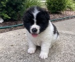 Puppy Clio Akita