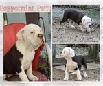 Small #3 Olde English Bulldogge