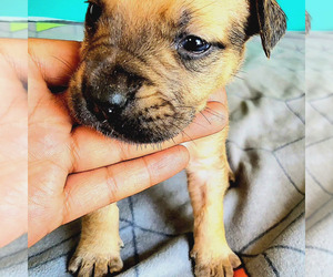Boerboel Puppy for sale in ANZA, CA, USA