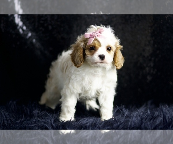 Medium Photo #80 Cavapoo Puppy For Sale in WARSAW, IN, USA