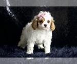 Small Photo #80 Cavapoo Puppy For Sale in WARSAW, IN, USA