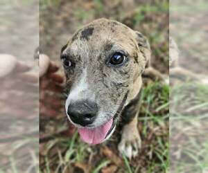 Clarabelle *LOCAL* - Female Dachsahoula Dog for Adoption - Photo #4