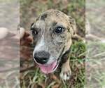 Small Photo #4 Dachsahoula Puppy For Sale in Wakefield, RI, USA