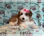 Small #3 Aussiedoodle