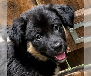 Australian Shepherd Dogs for adoption in Dallas, TX, USA