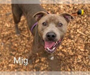 American Pit Bull Terrier-Unknown Mix Dogs for adoption in McKinleyville, CA, USA