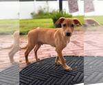 Small Photo #3 Labrador Retriever-Unknown Mix Puppy For Sale in Sanford, FL, USA