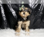 Small #2 Morkie