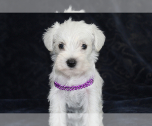 Schnauzer (Miniature) Puppy for sale in BROOKSVILLE, FL, USA