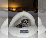 Small #2 Chihuahua