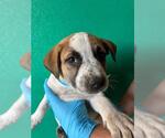 A256468 - Male Texas Heeler-Unknown Mix Dog for Adoption - Small photo