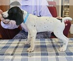 Small Photo #30 German Shorthaired Pointer Puppy For Sale in MCKINNEY, TX, USA