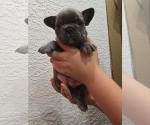 French Bulldog Puppy for sale in NORTH PORT, FL, USA