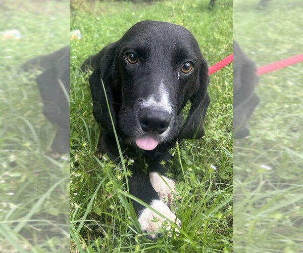 Medium Photo #1 Bagle Hound Puppy For Sale in Wetumpka, AL, USA