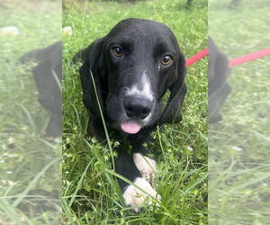 Bagle Hound Dogs for adoption in Wetumpka, AL, USA