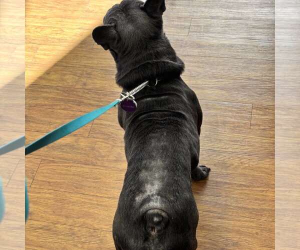 Medium Photo #4 French Bulldog-Unknown Mix Puppy For Sale in Pittsburg, CA, USA