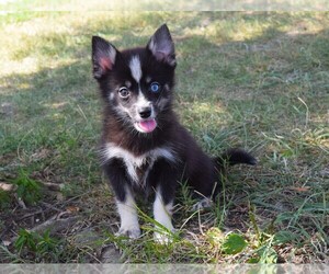 Pomsky Puppy for sale in BARNESVILLE, KS, USA