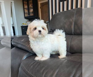 Mal-Shi Puppy for sale in INDIANAPOLIS, IN, USA