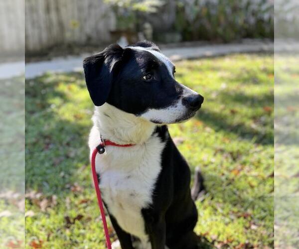 Medium Photo #2 Labrador Retriever-Unknown Mix Puppy For Sale in Yardley, PA, USA