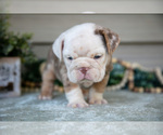 Small #2 Beabull