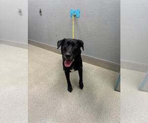 Labrador Retriever-Unknown Mix Dogs for adoption in Las Vegas, NV, USA