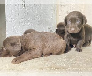Labrador Retriever Dog for Adoption in MORENO VALLEY, California USA