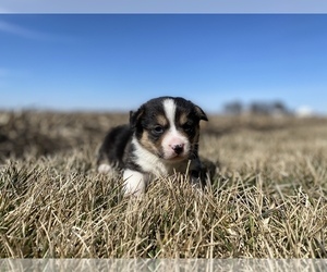 Pembroke Welsh Corgi Puppy for sale in ARTHUR, IL, USA