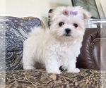 Small #3 Maltese
