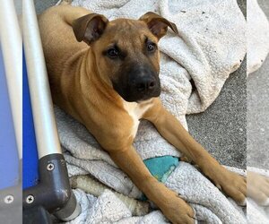 Labrador Retriever-Unknown Mix Dogs for adoption in Sequim, WA, USA
