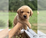 Puppy Red Labrador Retriever