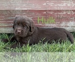 Puppy Hulk Newfoundland