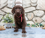 Puppy Ann Labrador Retriever