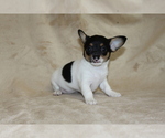 Small #1 Chihuahua