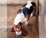 Small #2 Basset Hound