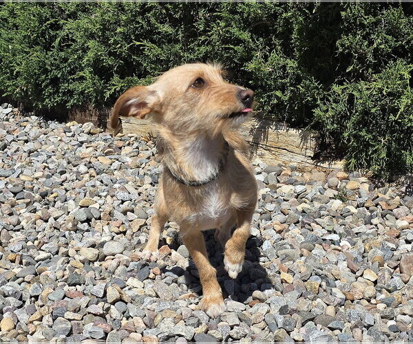 Medium Photo #1 Dachshund-Unknown Mix Puppy For Sale in Albuquerque, NM, USA