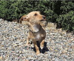Small Dachshund Mix