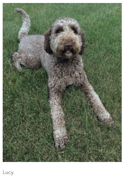 Medium Photo #1 Labradoodle Puppy For Sale in NEW RICHMOND, WI, USA