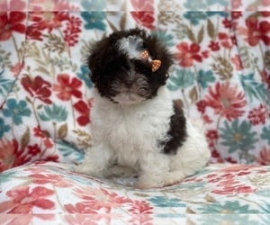 ShihPoo Puppy for sale in LAKELAND, FL, USA