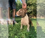 Small Photo #2 American Bully Puppy For Sale in NASHVILLE, TN, USA