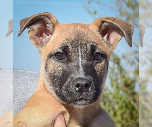 Medium Photo #1 German Shepherd Dog-Unknown Mix Puppy For Sale in Huntley, IL, USA