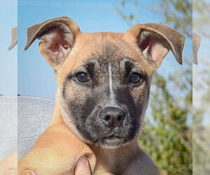 German Shepherd Dog-Unknown Mix Dogs for adoption in Huntley, IL, USA