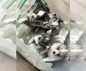 Chihuahua Litter for sale in MARCUS, IA, USA