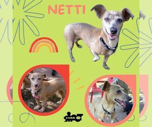 Chiweenie Dogs for adoption in Lindsay, CA, USA