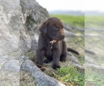 Small Photo #1 Labrador Retriever Puppy For Sale in MADERA, CA, USA