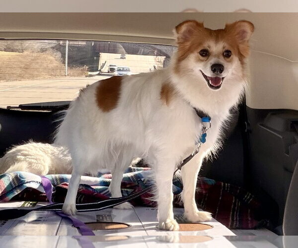 Medium Photo #3 Pomimo Puppy For Sale in Plainfield, IL, USA