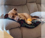 Small #8 American Pit Bull Terrier-Labrador Retriever Mix