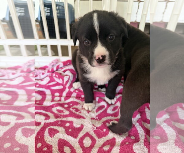 Medium Photo #2 American Staffordshire Terrier-Unknown Mix Puppy For Sale in Holly Springs, NC, USA