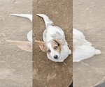 Small Pembroke Welsh Corgi